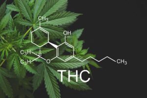 THC cannabis plant